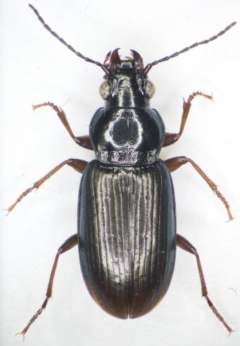Pogonus chalceus